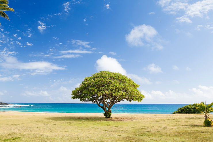 a tree by a lake